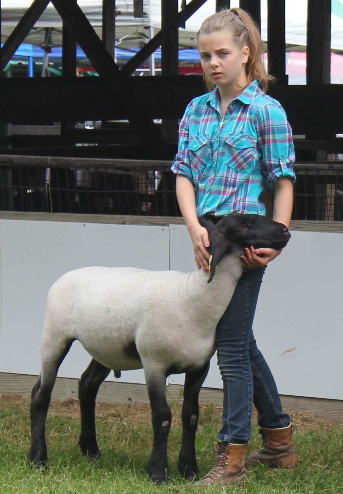Herbrand shows sheep at fair